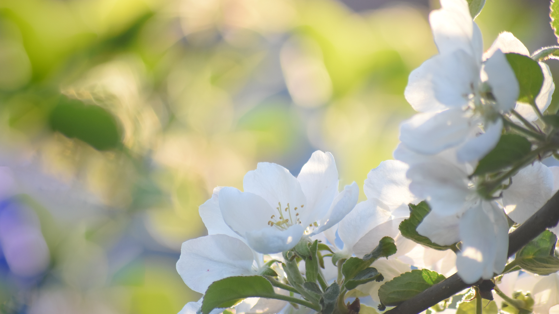 17. mai på Ibsenhuset med Telemark Symfoniorkester
