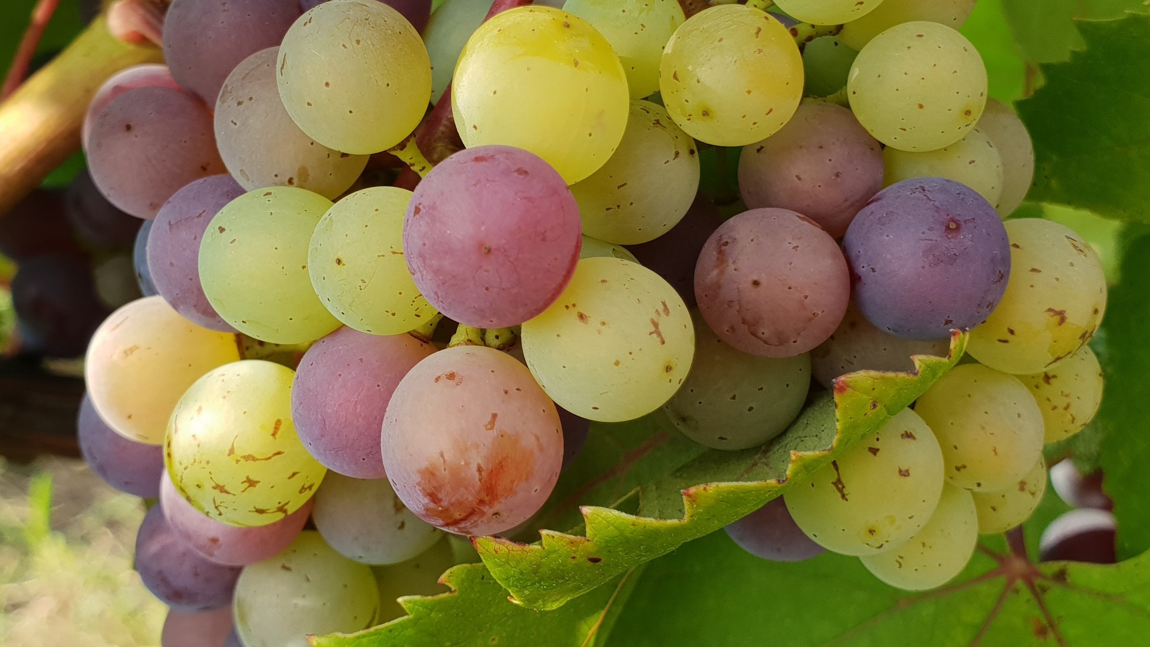 Vinsmaking med foredrag