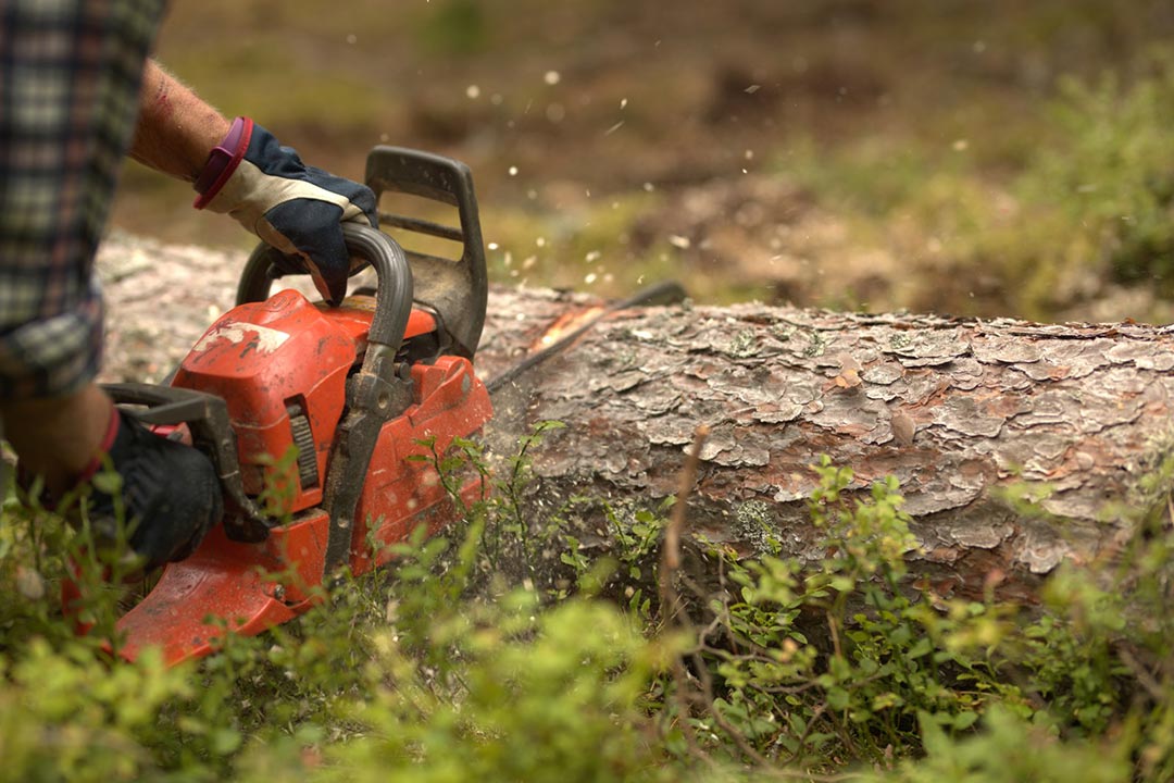 Jag och min mamma skogshuggaren